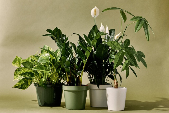 10-best-indoor-plants-gear-patrolleadfull-1575346515838 (1)