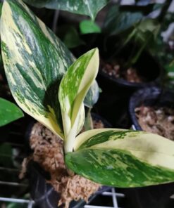 Monstera Standleyana Variegated
