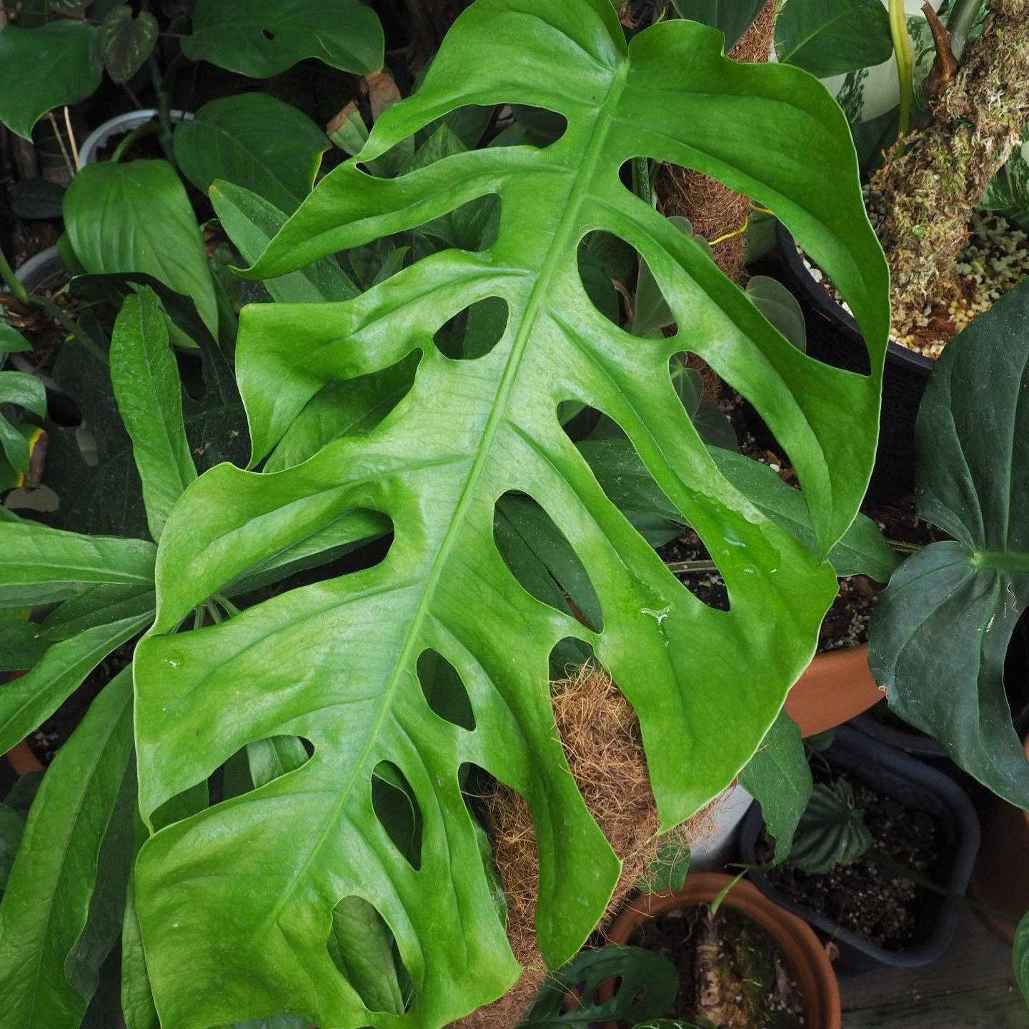 10-best-indoor-plants-gear-patrolleadfull-1575346515838